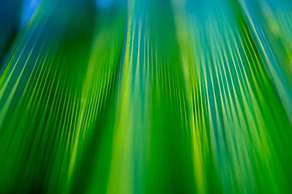 Prachtig exotisch patroon van groene tropische palmbladeren — Stockfoto