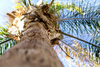 Mavi gökyüzüne karşı büyük hindistan cevizi palmiyesi