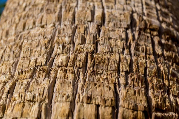 커다란 야자나무 줄기의 아름다운 질감 — 스톡 사진