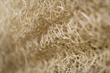 Köke benzeyen doğal süngerin makro arka planı