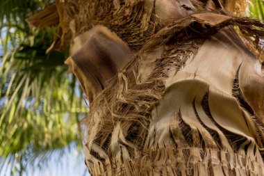 Büyük hindistan cevizi palmiyesinin güzel dokusu.