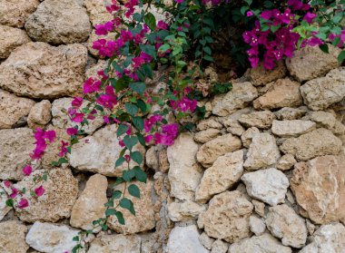 Boş taş duvarda ve asfalt sokakta çiçekler