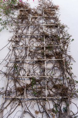 Boş taş duvarda ve asfalt sokakta çiçekler