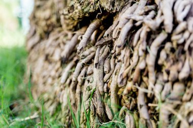 Büyük hindistan cevizi palmiye köklerinin güzel dokusu