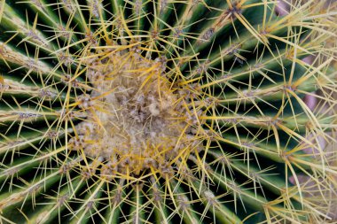 Büyük yeşil egzotik kaktüsün makro çekimi.