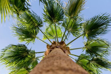 Mavi gökyüzüne karşı büyük hindistan cevizi palmiyesi