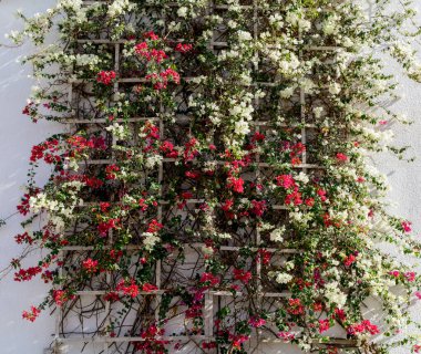 Boş taş duvarda ve asfalt sokakta çiçekler