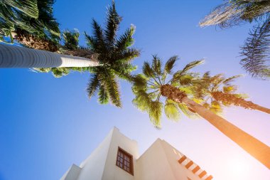 Tropik bahçede palmiyeli güzel beyaz evler