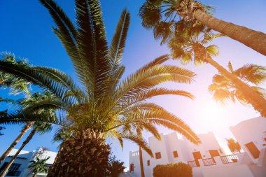 Tropik bahçede palmiyeli güzel beyaz evler