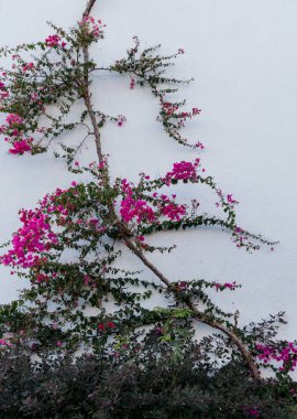 Boş taş duvarda ve asfalt sokakta çiçekler