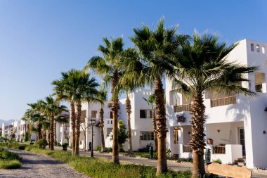 Tropik bahçede palmiyeli güzel beyaz evler