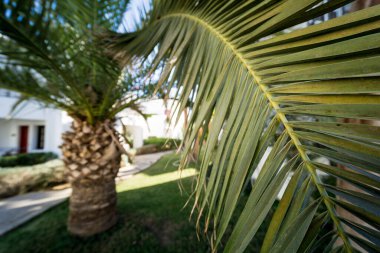 Tropikal bahçeye karşı güzel büyük palmiye yaprağı.