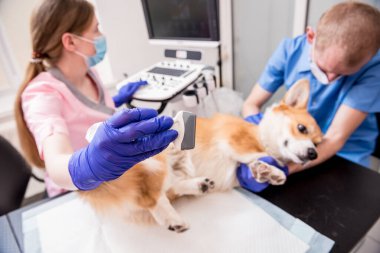 Veteriner ekibi Corgi köpeğini ultrason kullanarak muayene ediyor.