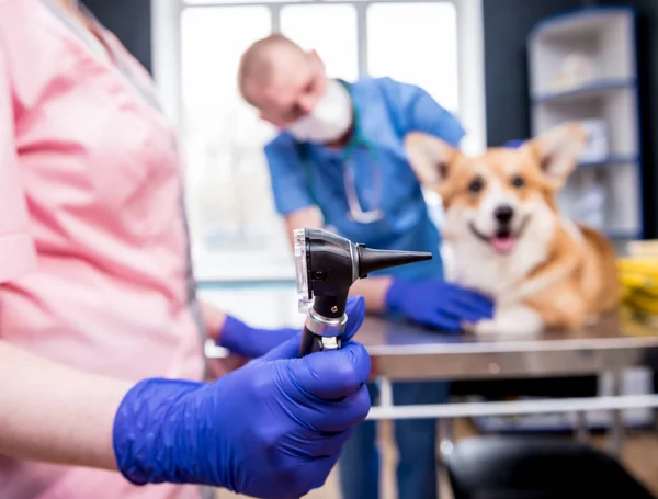 Tým veterinárních lékařů zkoumá uši nemocného psa Corgi pomocí otoskopu — Stock fotografie