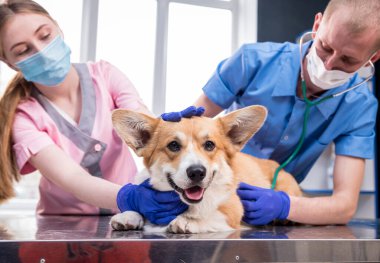 Veterinerlerden oluşan bir ekip, hasta bir Corgi köpeğini stetoskop kullanarak inceliyor.