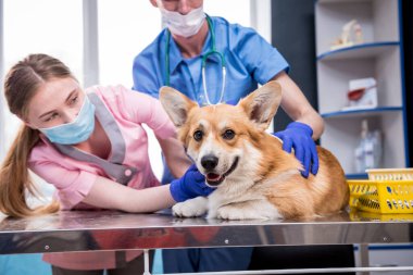 Veteriner ekibi hasta bir Corgi köpeğinin dişlerini ve ağzını inceliyor.