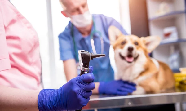 Une équipe de vétérinaires examine les oreilles d'un chien Corgi malade à l'aide d'un otoscope — Photo