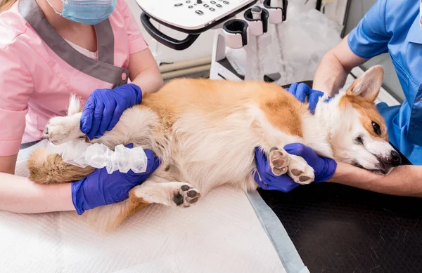 Equipe veterinária examina o cão Corgi usando ultra-som — Fotografia de Stock