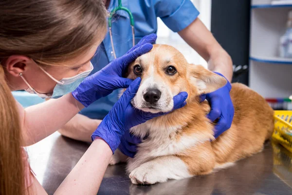 Veterinair team onderzoekt de ogen van een zieke Corgi hond — Stockfoto