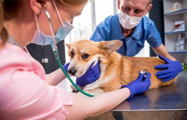 Veterinerlerden oluşan bir ekip, hasta bir Corgi köpeğini stetoskop kullanarak inceliyor.