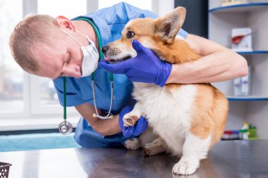 Veteriner hasta bir Corgi köpeğinin patilerini inceliyor.