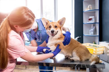 Veteriner takımı hasta bir Corgi köpeğinin patilerini inceliyor.