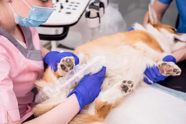 Veterinair team onderzoekt de Corgi hond met behulp van echografie — Stockfoto