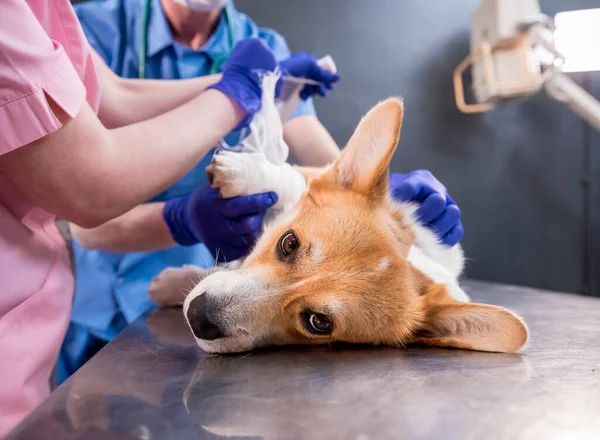 Equipe veterinária ataduras a pata de um cão Corgi doente — Fotografia de Stock
