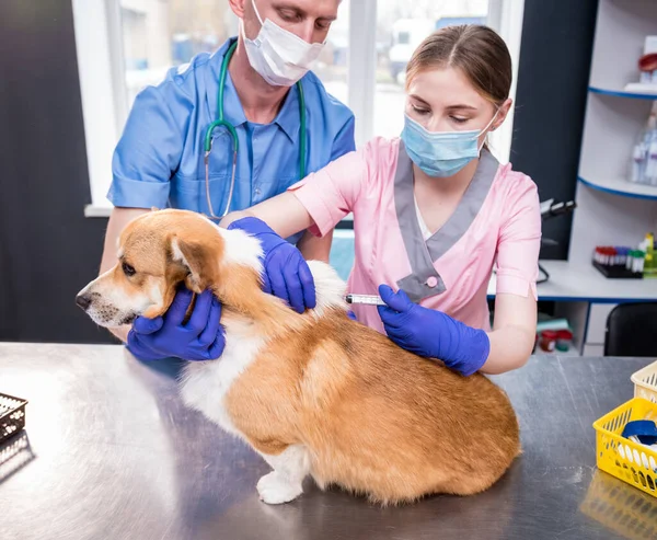 Veterinarian team giving the vaccine to the Corgi dog