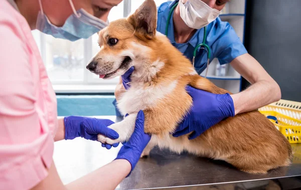 수의사들이 병든 코기 개 의발을 살펴보고 있다 — 스톡 사진