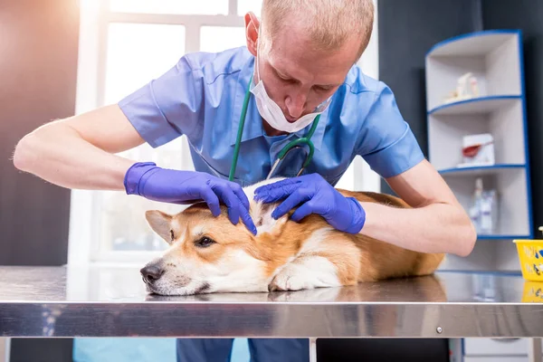 Veterinarian examines the ears of a sick Corgi dog