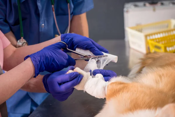 L'équipe vétérinaire pansements la patte d'un chien Corgi malade — Photo