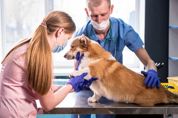 Veterinair team onderzoekt de poten van een zieke Corgi hond — Stockfoto