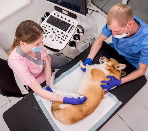 Zespół weterynarii bada psa Corgi za pomocą ultradźwięków — Zdjęcie stockowe