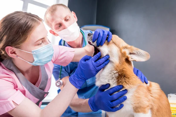 Zespół weterynaryjny badający zęby i usta chorego psa Corgi — Zdjęcie stockowe