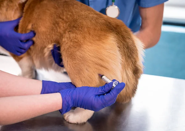 Veterinair team geeft het vaccin aan de Corgi hond — Stockfoto