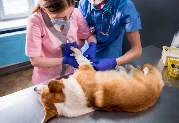 Veterinair team verbindt de poot van een zieke Corgi hond — Stockfoto