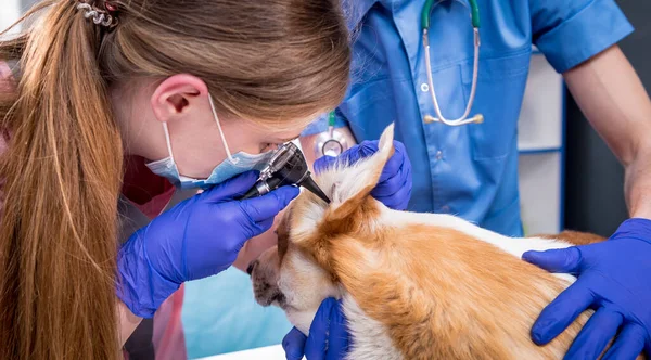 Veterinarian team examines the ears of a sick Corgi dog