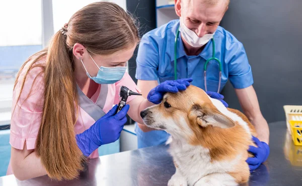 Tierärztliches Team untersucht Ohren eines kranken Corgi-Hundes — Stockfoto