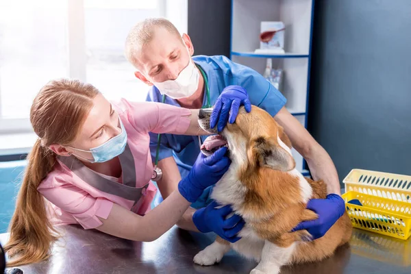 Veterinární lékař tým vyšetřuje zuby a ústa nemocného psa Corgi — Stock fotografie