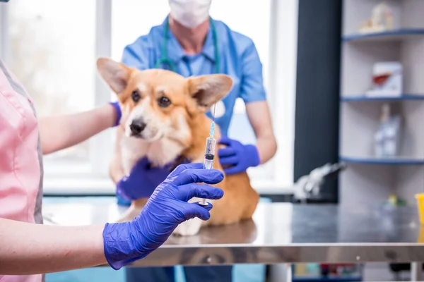 Équipe vétérinaire qui donne le vaccin au chien Corgi — Photo