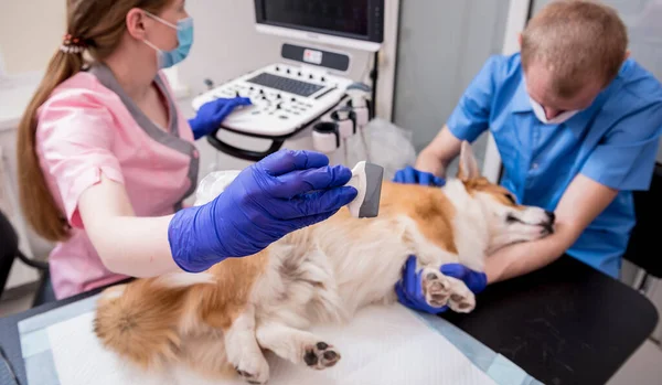 Veterinarian team examines the Corgi dog using ultrasound