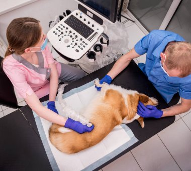 Veteriner ekibi Corgi köpeğini ultrason kullanarak muayene ediyor.