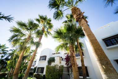 Tropik bahçede palmiyeli güzel beyaz evler