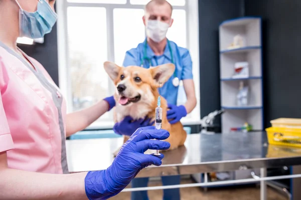Tým veterinárního lékaře, který podává vakcínu psovi Corgimu — Stock fotografie