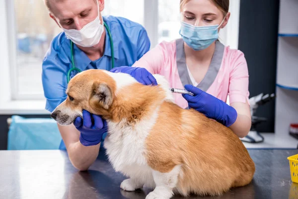 Veterinarian team giving the vaccine to the Corgi dog