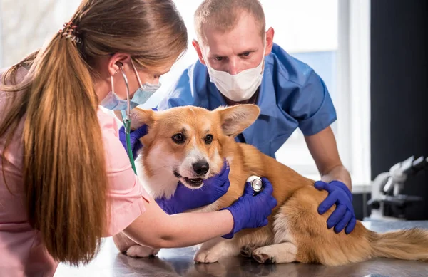 Tým veterinárních lékařů zkoumá nemocného psa Corgi pomocí stetoskopu — Stock fotografie