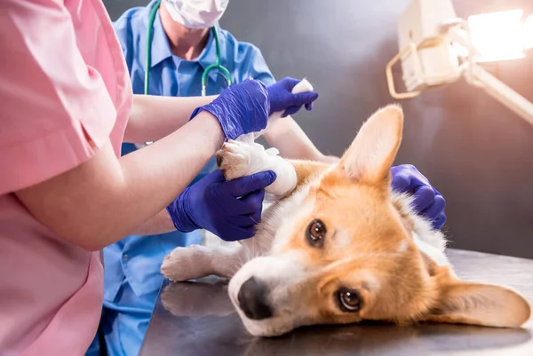 Veterinair team verbindt de poot van een zieke Corgi hond — Stockfoto