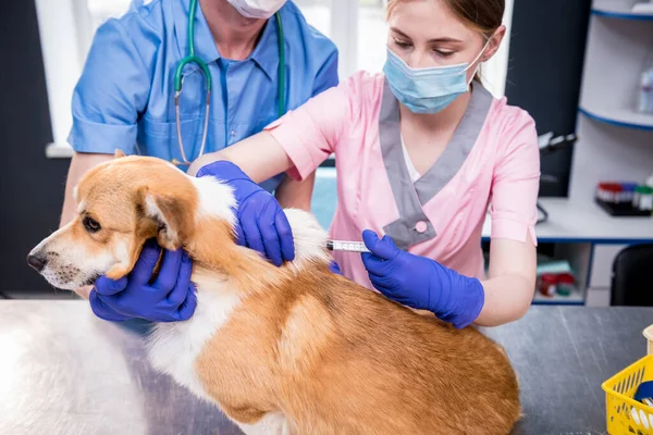 Veterinair team geeft het vaccin aan de Corgi hond — Stockfoto