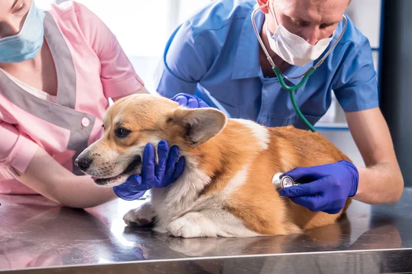 Een team van dierenartsen onderzoekt een zieke Corgi hond met behulp van een stethoscoop — Stockfoto